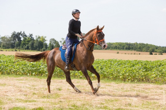 Les écuries ALF